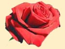 rose st  valentin